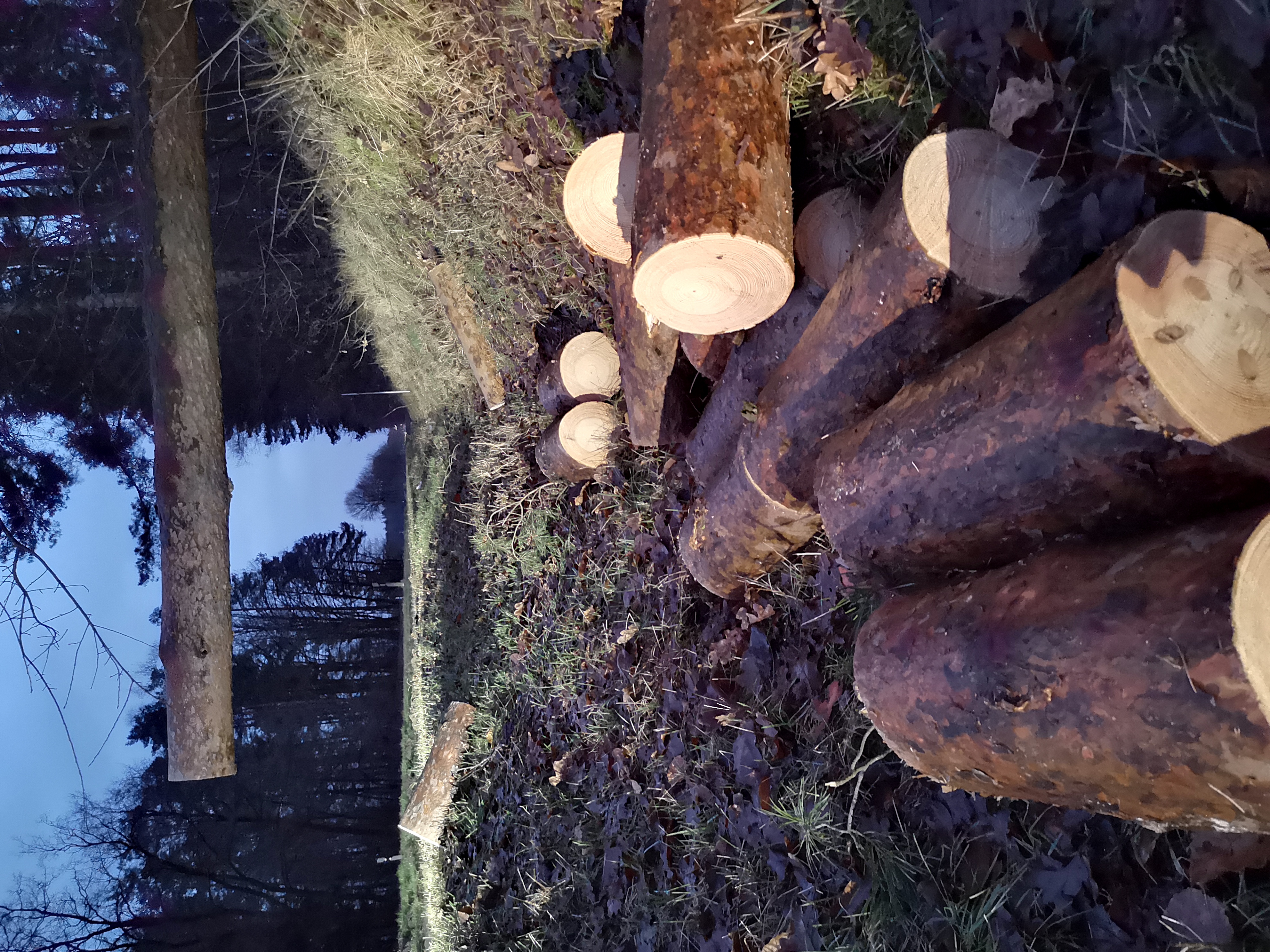 Hilfeleistung Baum Hilfeleistung Baum